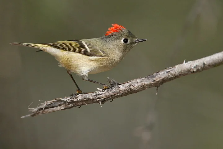 Ruby Crowned Kinglet. Photo by Brian Small, National Audubon Society