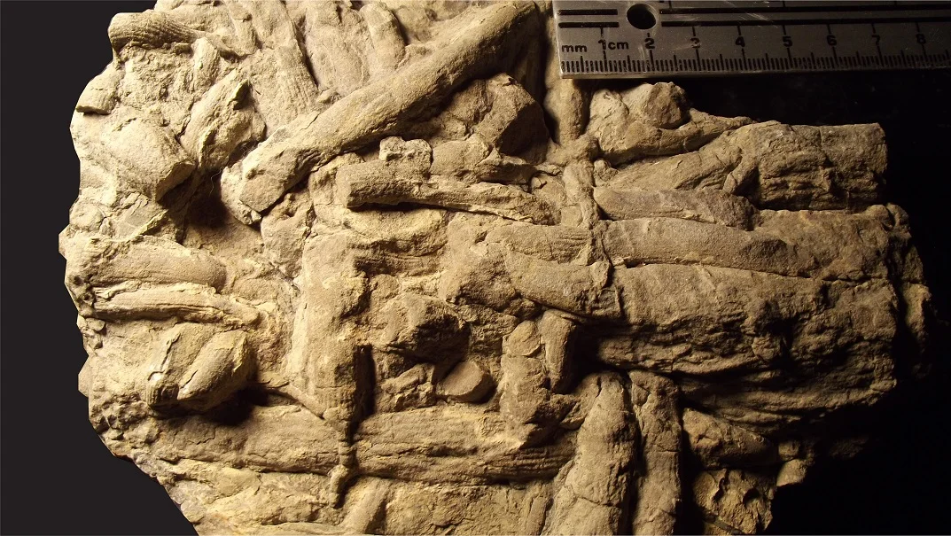 Cristo Rey Trace Fossils.jpg