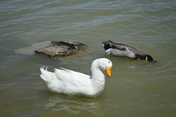 AscarateDucks.jpg