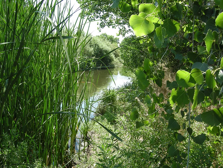 Wetlands pic main channel rio bosque.jpg