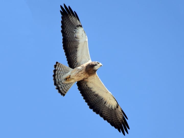 Swainson’s Hawk