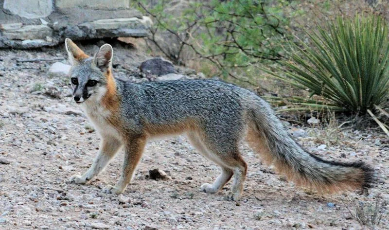 Gray-Fox1.jpg