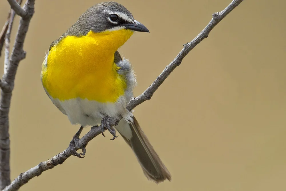 Yellow-Breasted Chat, from Backyard Birds