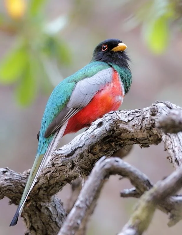 The Elegant Trogon