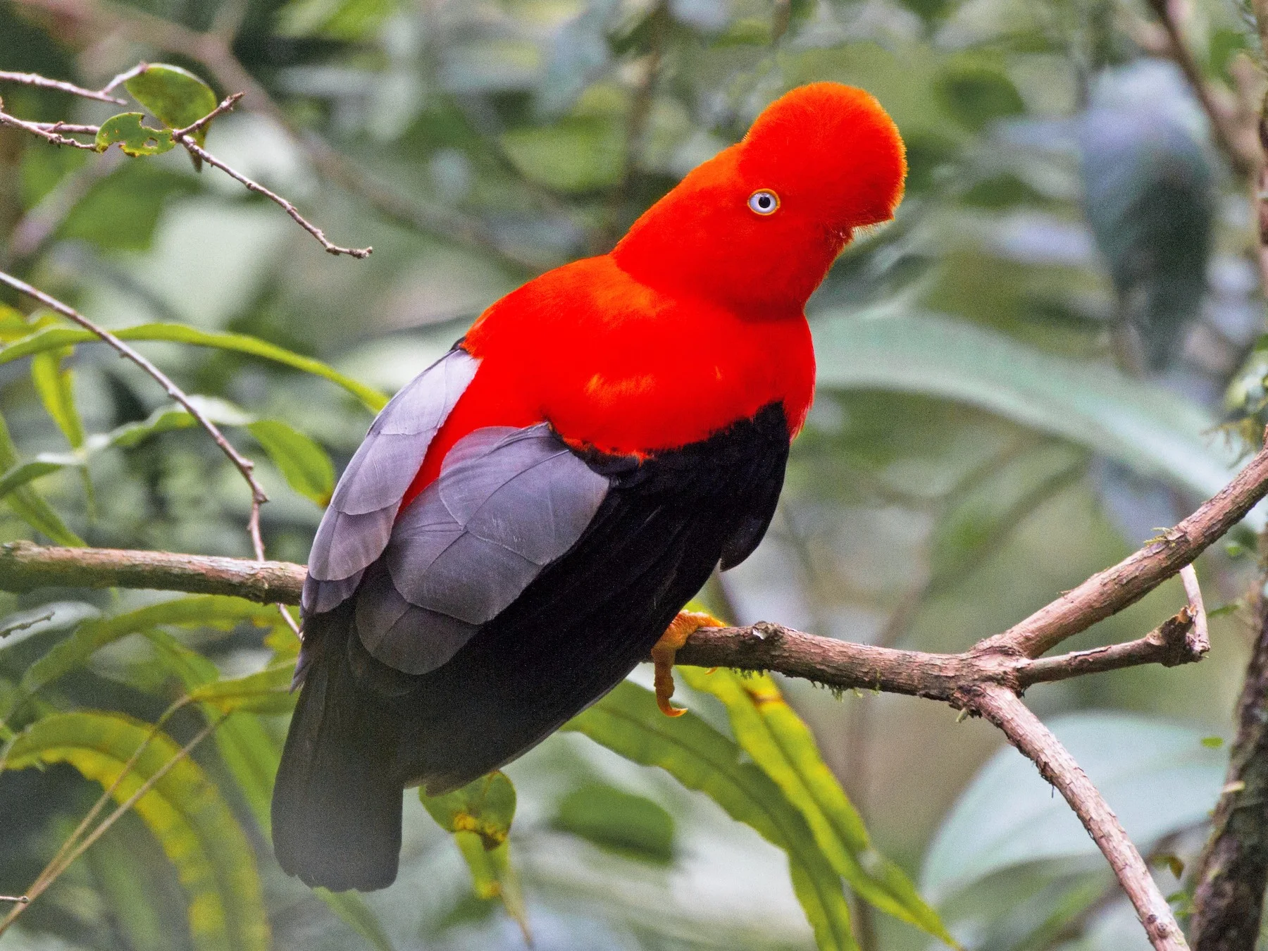The Andean Cock-of-the-rock, the national bird of Peru