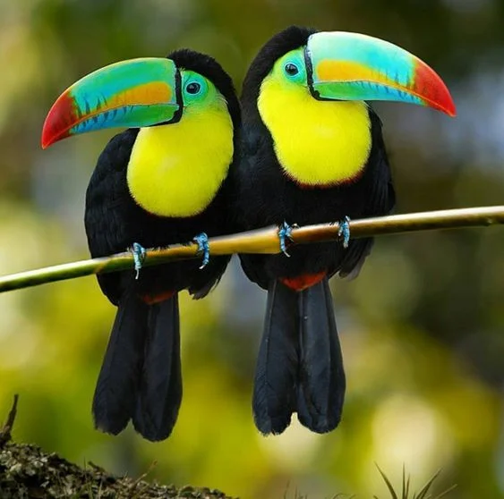 Keel-billed Toucans