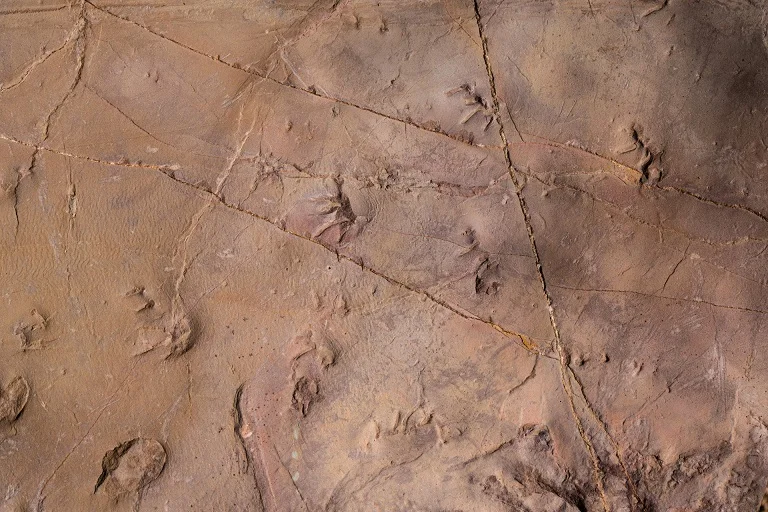 Prehistoric Trackways Flood.jpg