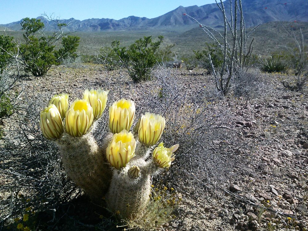 Texas Rainbow Cactus in bloom