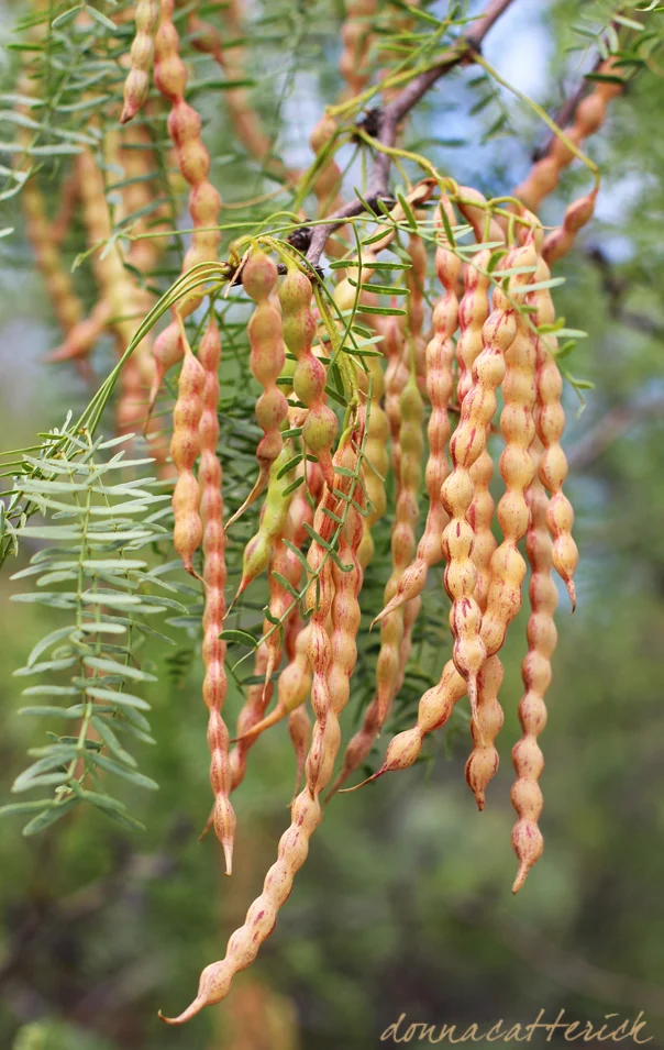 Mesquite Beans