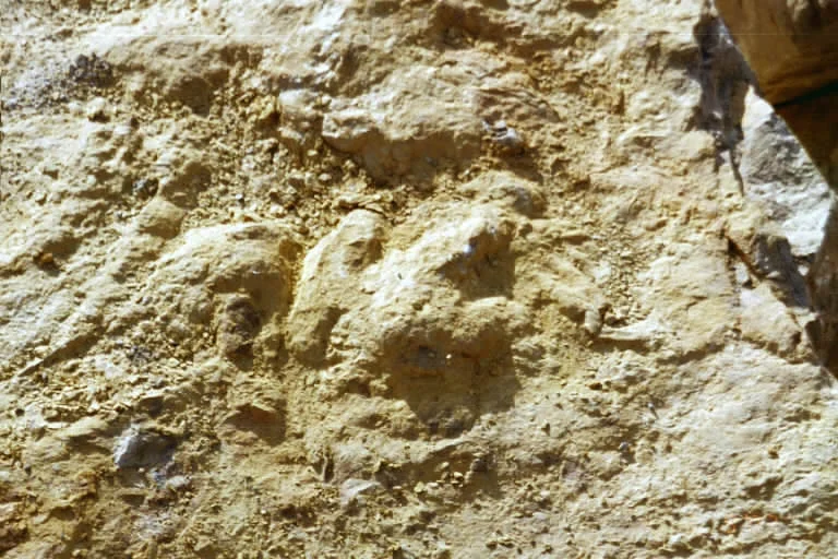 Ardovinos Dino.jpg