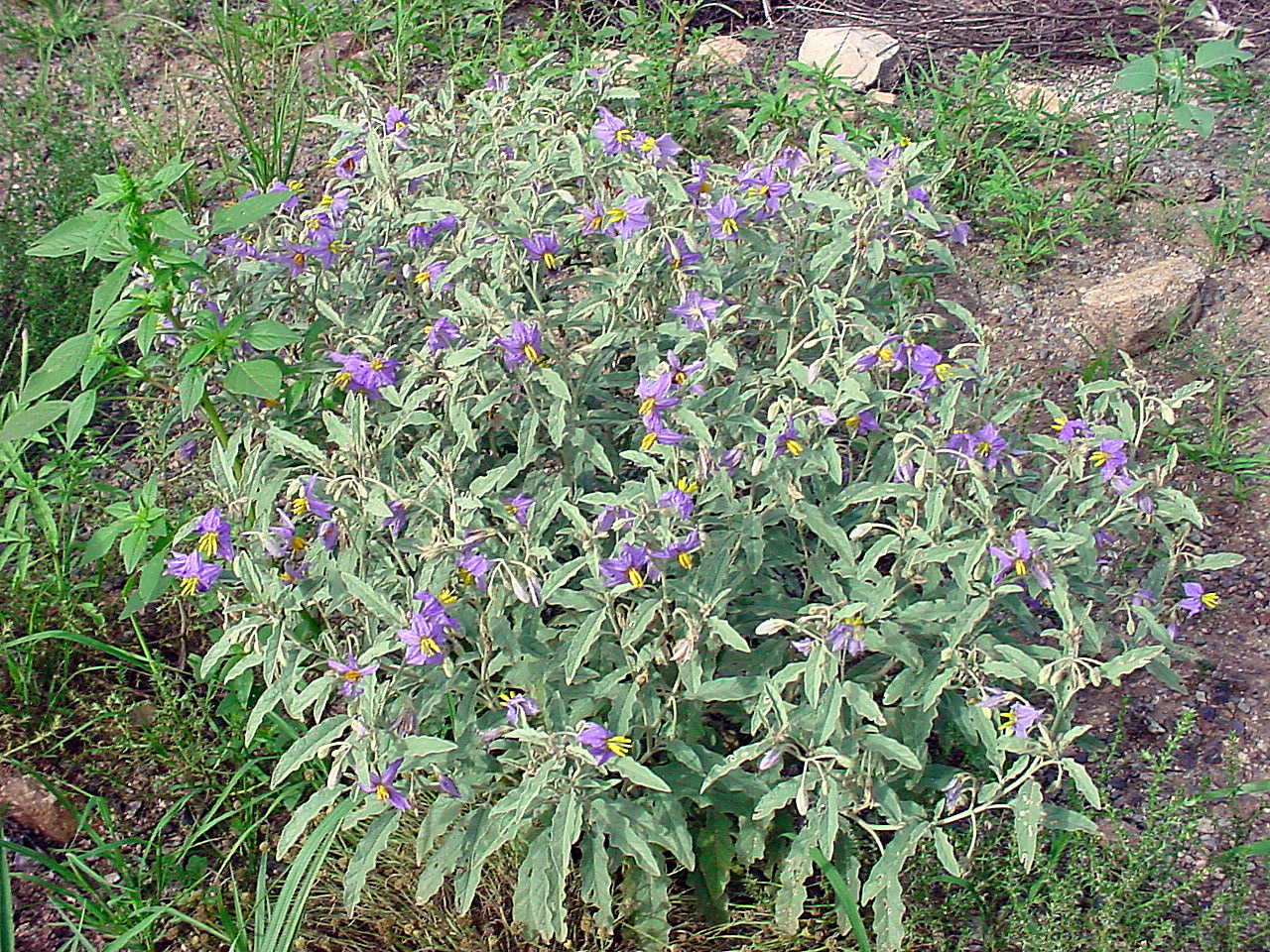 Silverleaf nightshade, Solanum elaegnifolium