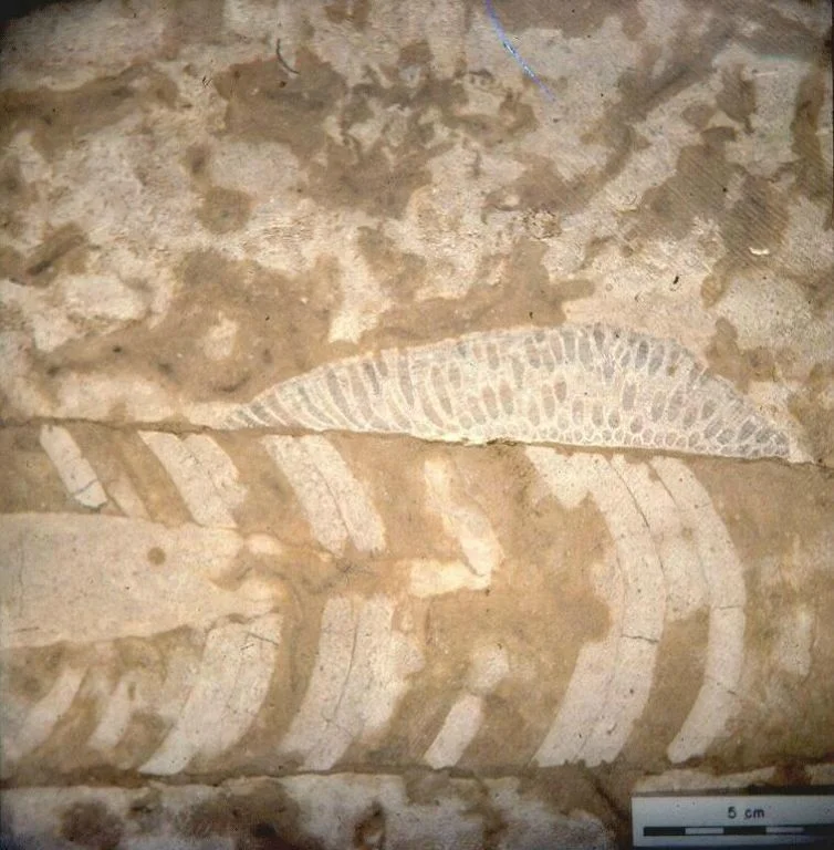 Cephalopod and reciptaculites