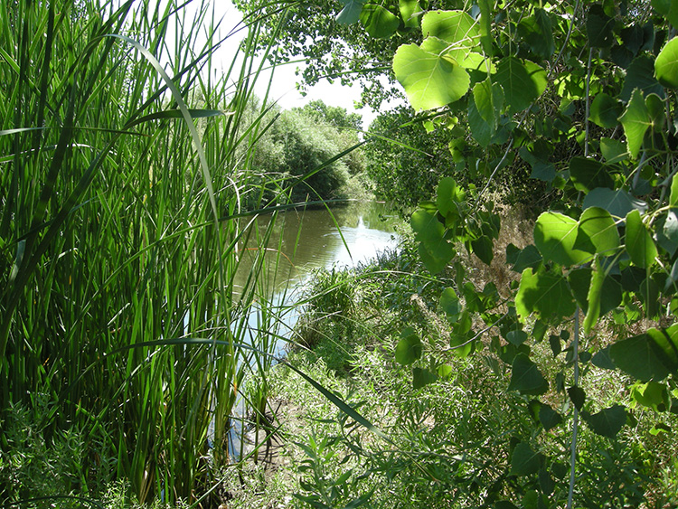 Wetlands pic main channel rio bosque.jpg