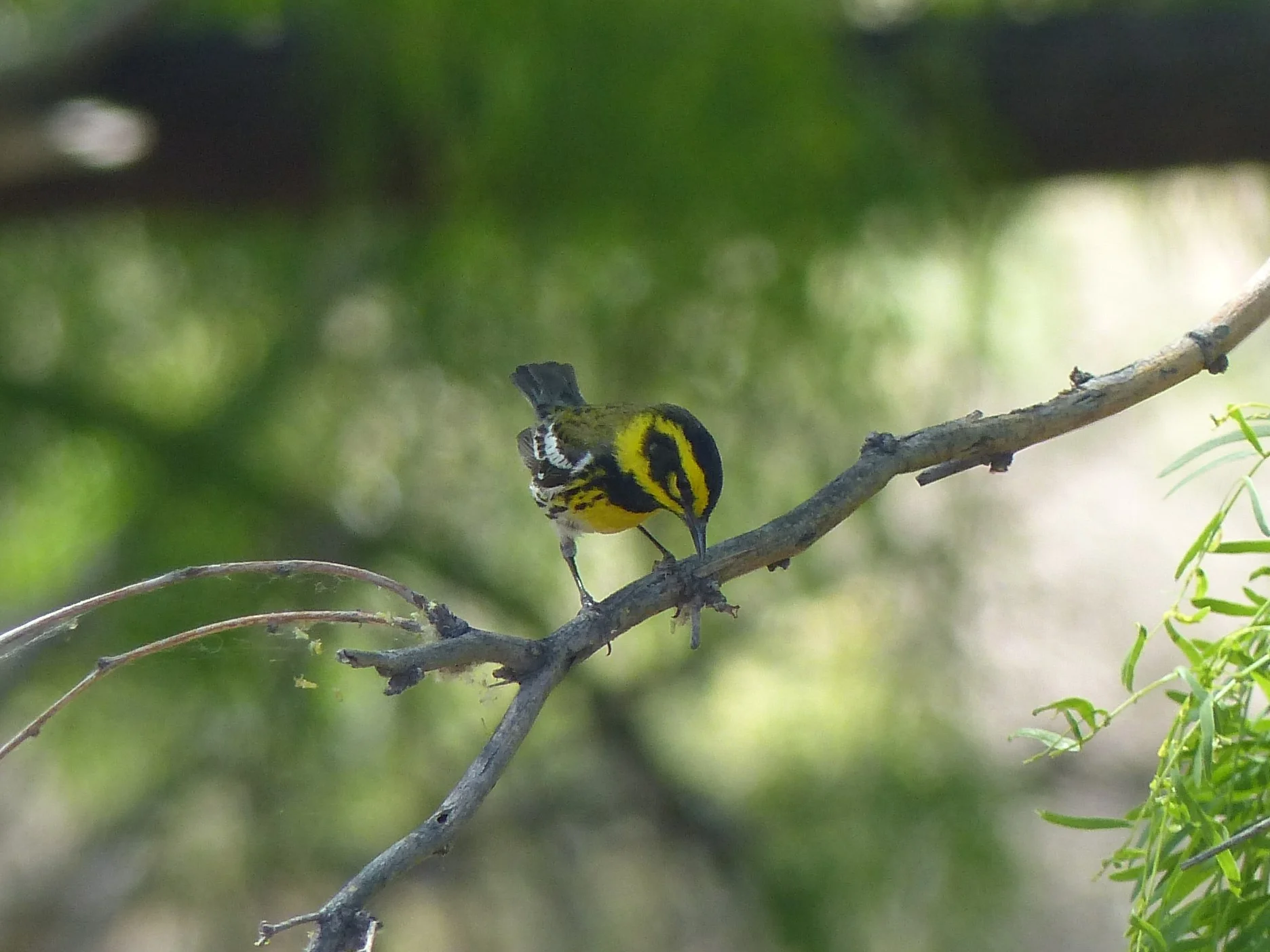 Male Townsend Warbler