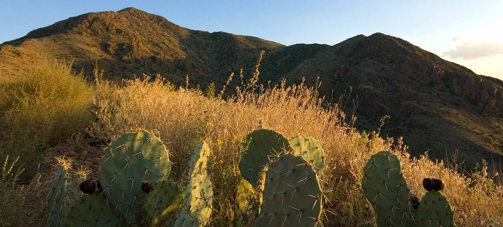 El Paso Cactus And Rock Club Newsletter Celebration Of Our Mountains
