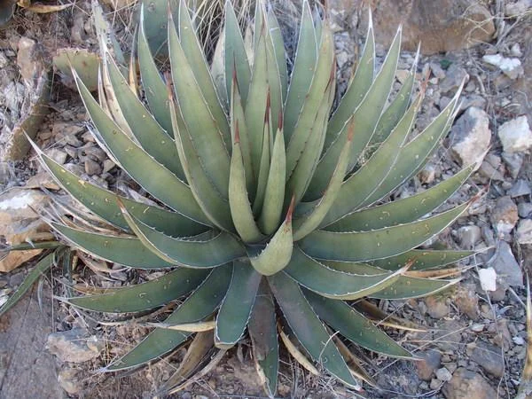 Agave-lechuguilla