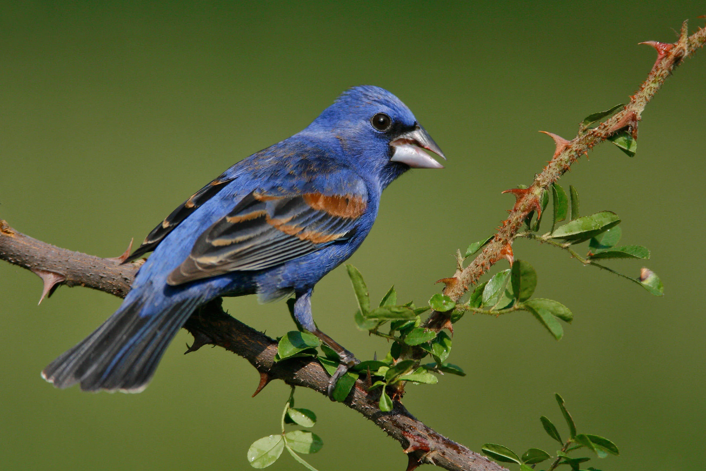 Blue Grosbeak, image from National Audubon Society