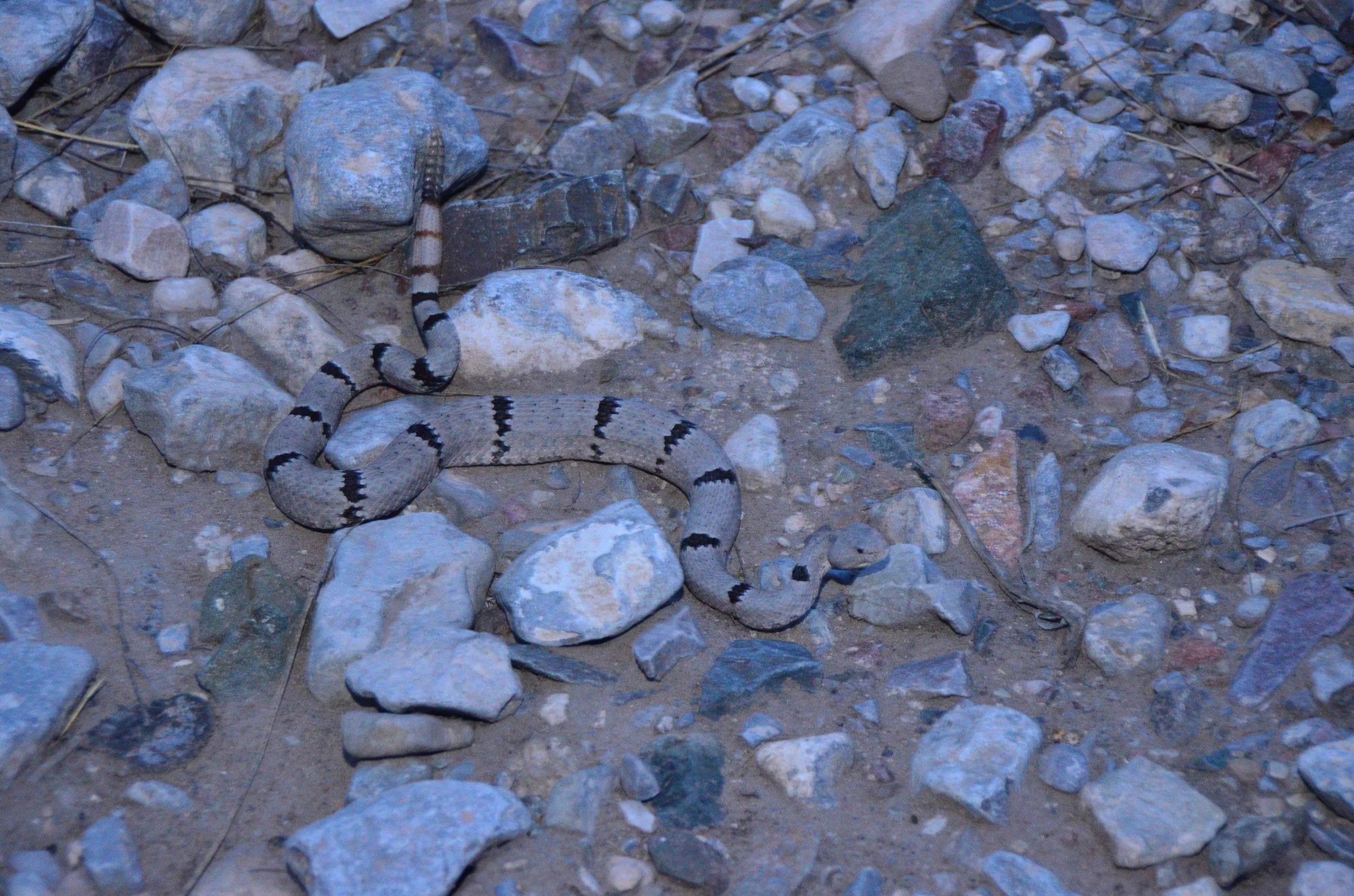 Banded Rattlesnake, Crotalus lepidus klauberi