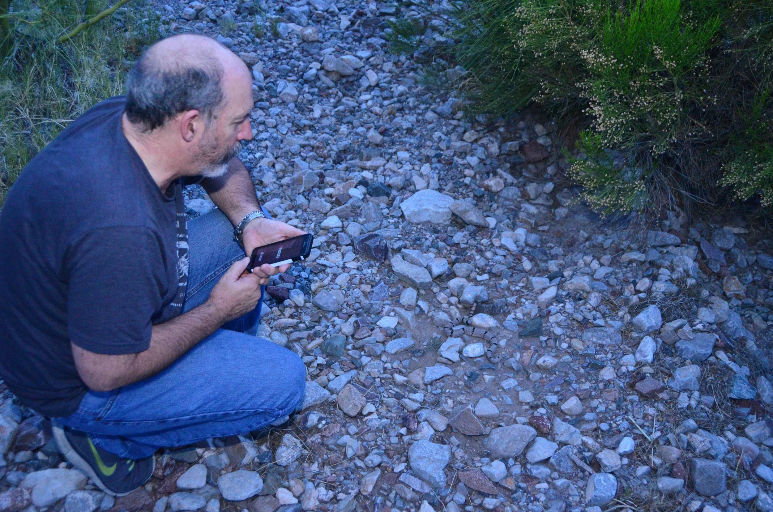 And who else would spot the banded rattlesnake? Of course, it was Dr. Paul Hyder.