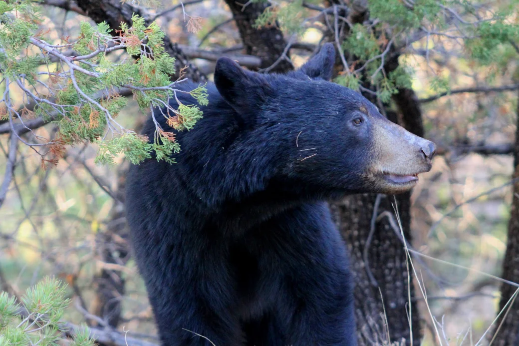 Mexican Black Bear in the Chisos Mountains of Big Bend National Park, Photo by Rick LoBello