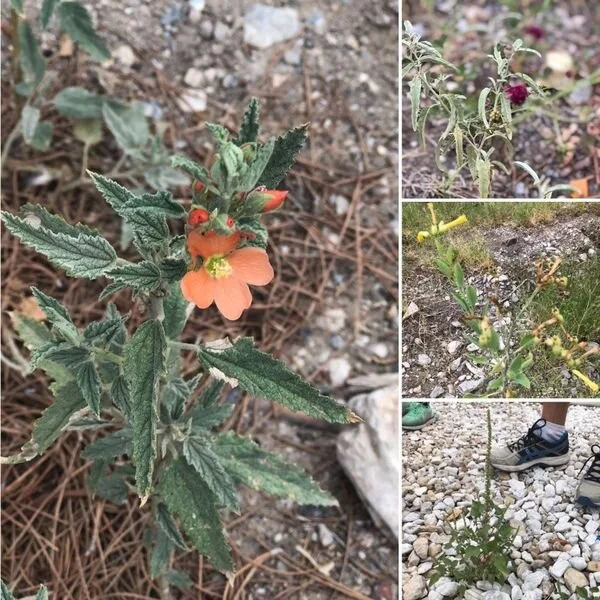 Bottom right, Amaranth; Top right, Pundarnava Flowers; Middle right, Mexican tree tobacco; Left, Silverleaf Nightshade. Pic by Jackie