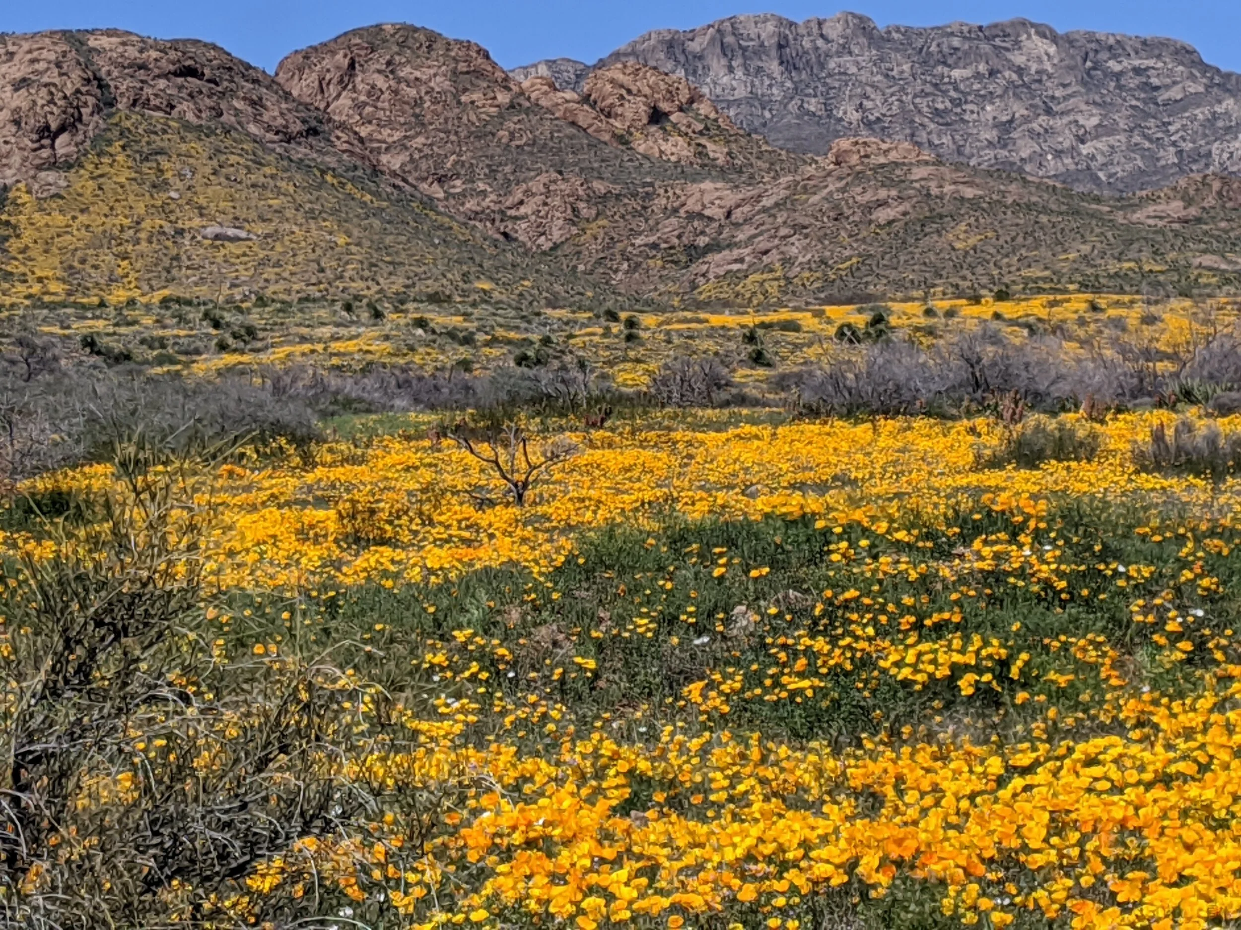 Mexican Gold Poppy (Eschscholzia californica ssp. Mexicana)