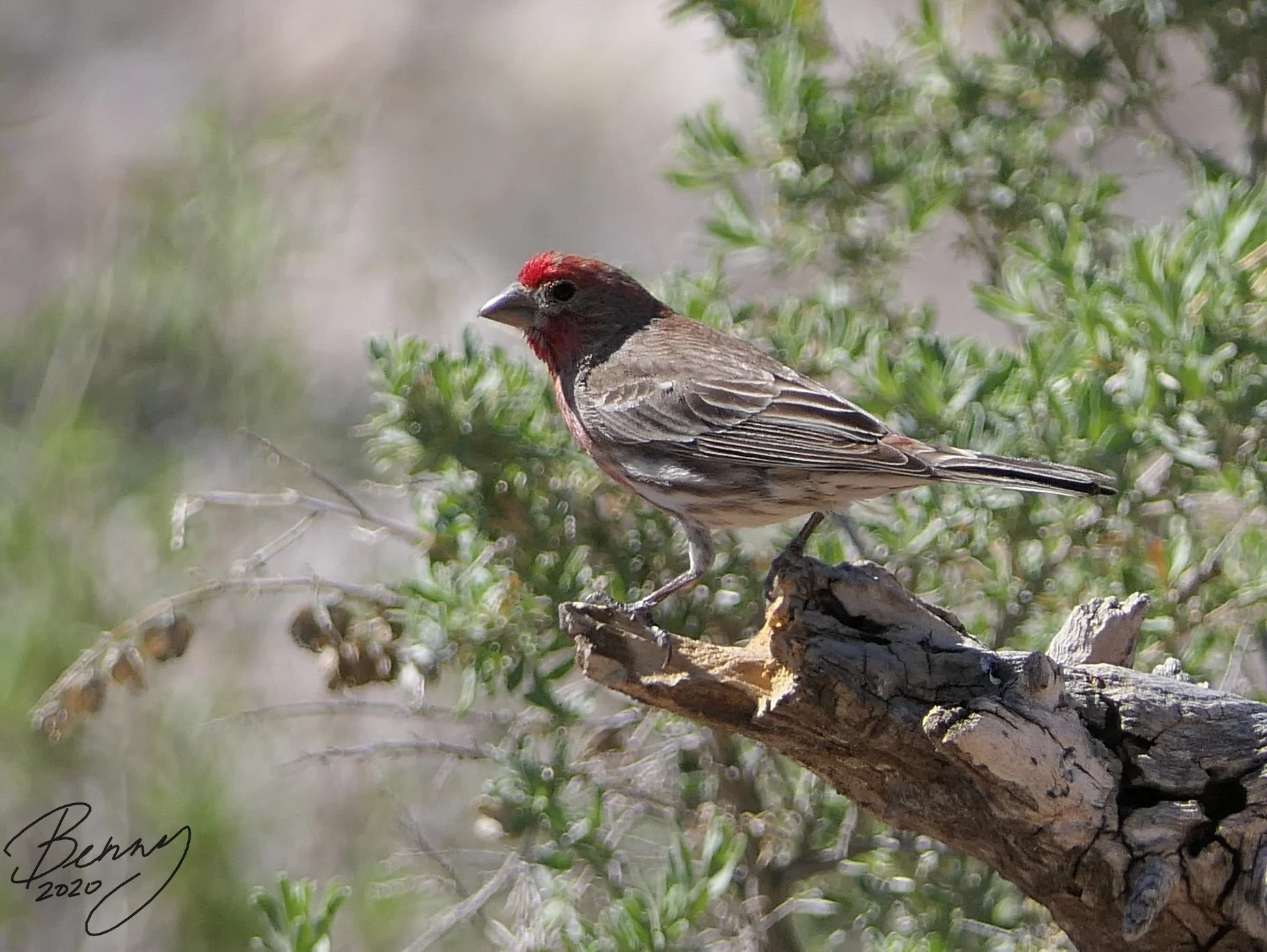 Male House Finch, photo by Benny Pol