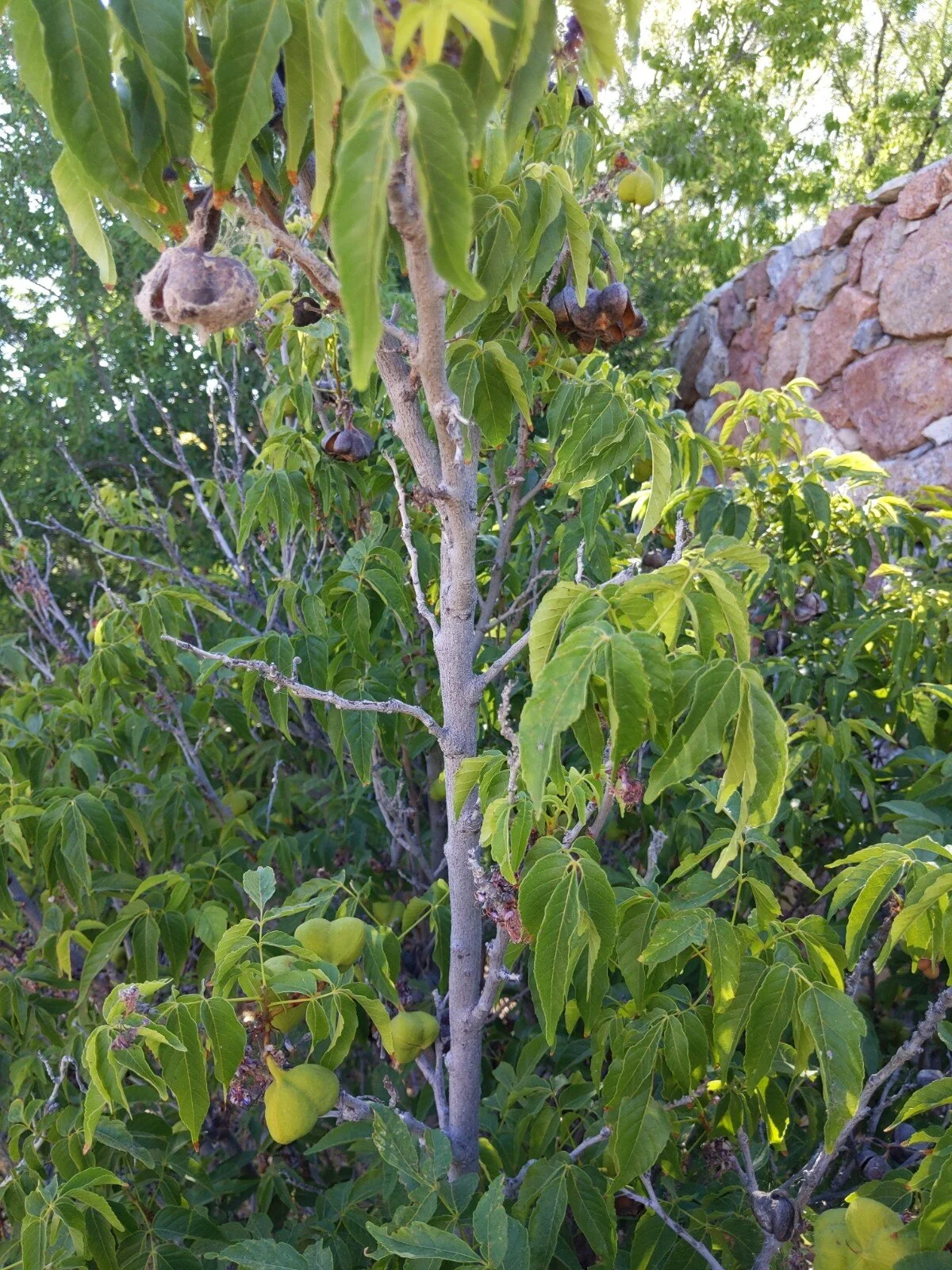Mexican buckeye, Ungnadia speciosa. I collected some seeds.