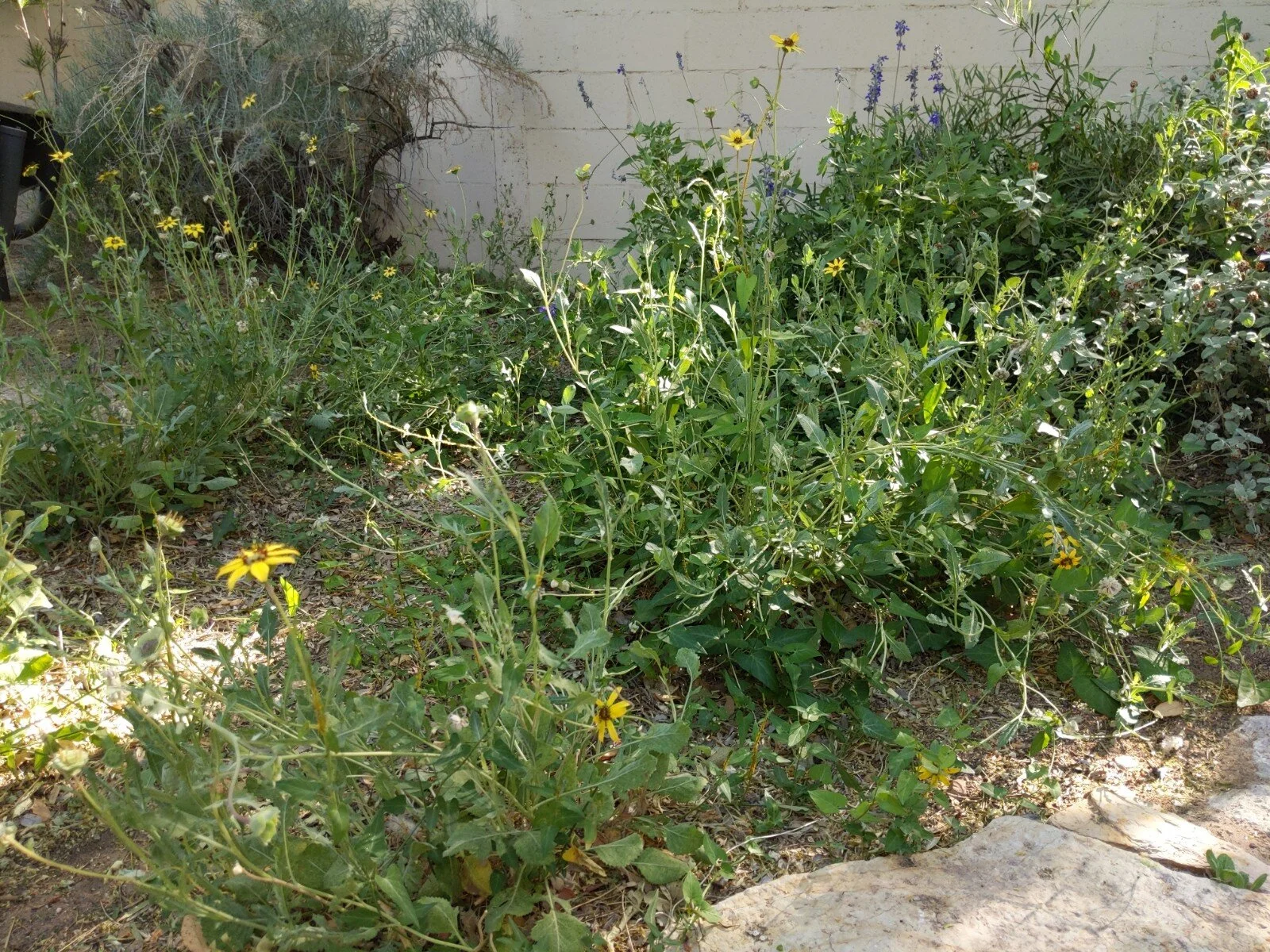 Chocolate daisies, Berlandiera lyrata