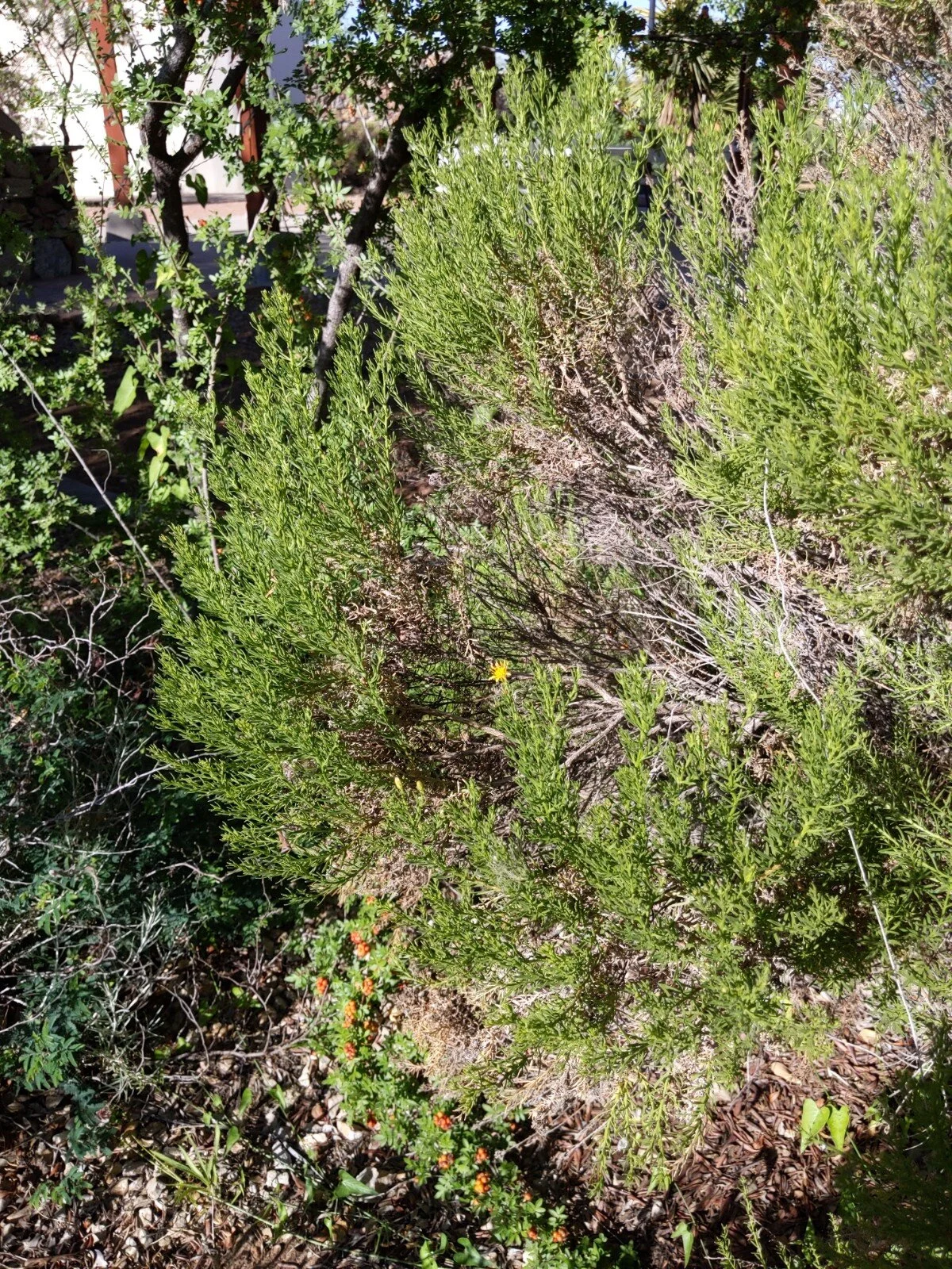Turpentine bush, Ericameria laricfolia. It needs some care.