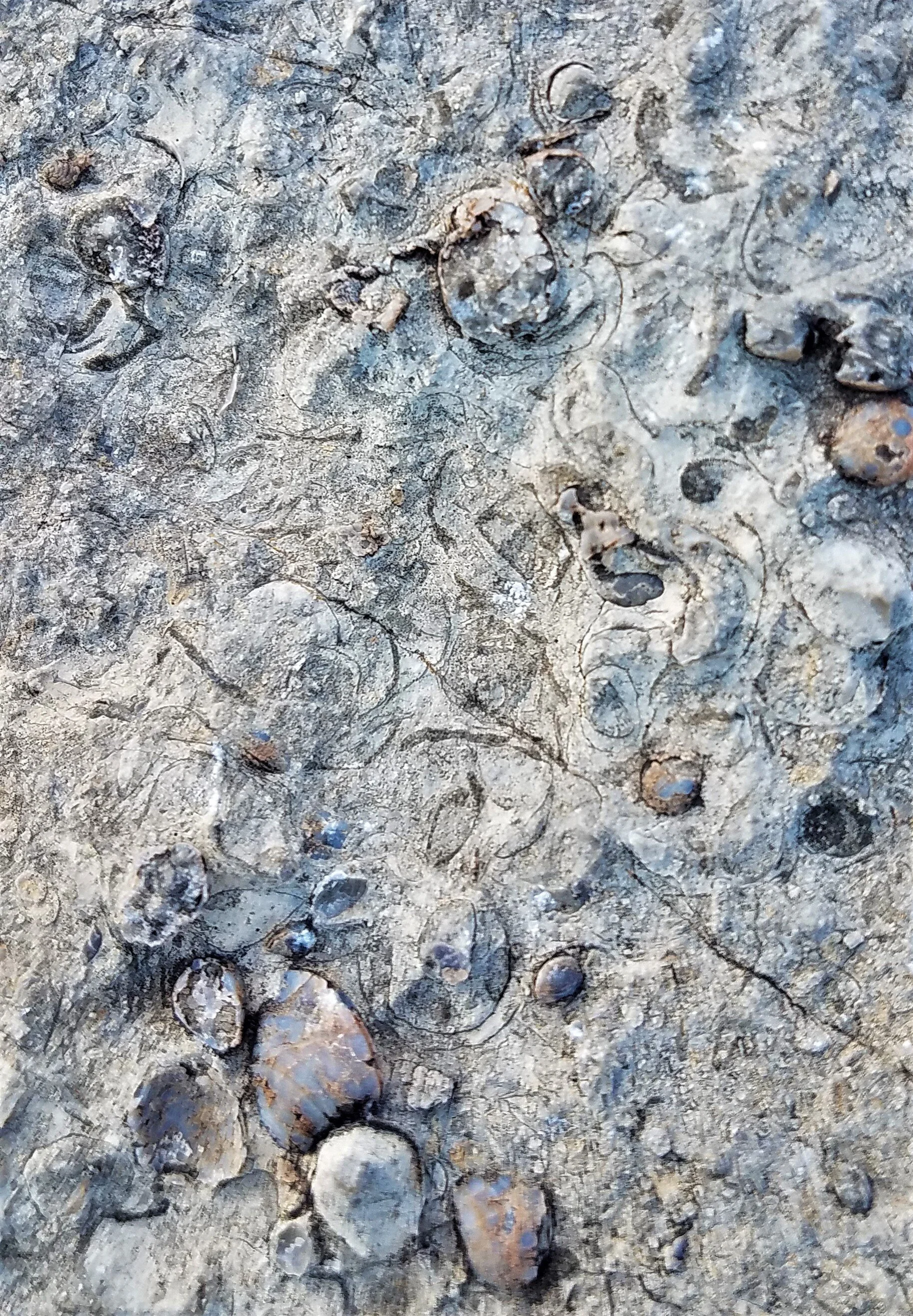 Permian Brachiopods