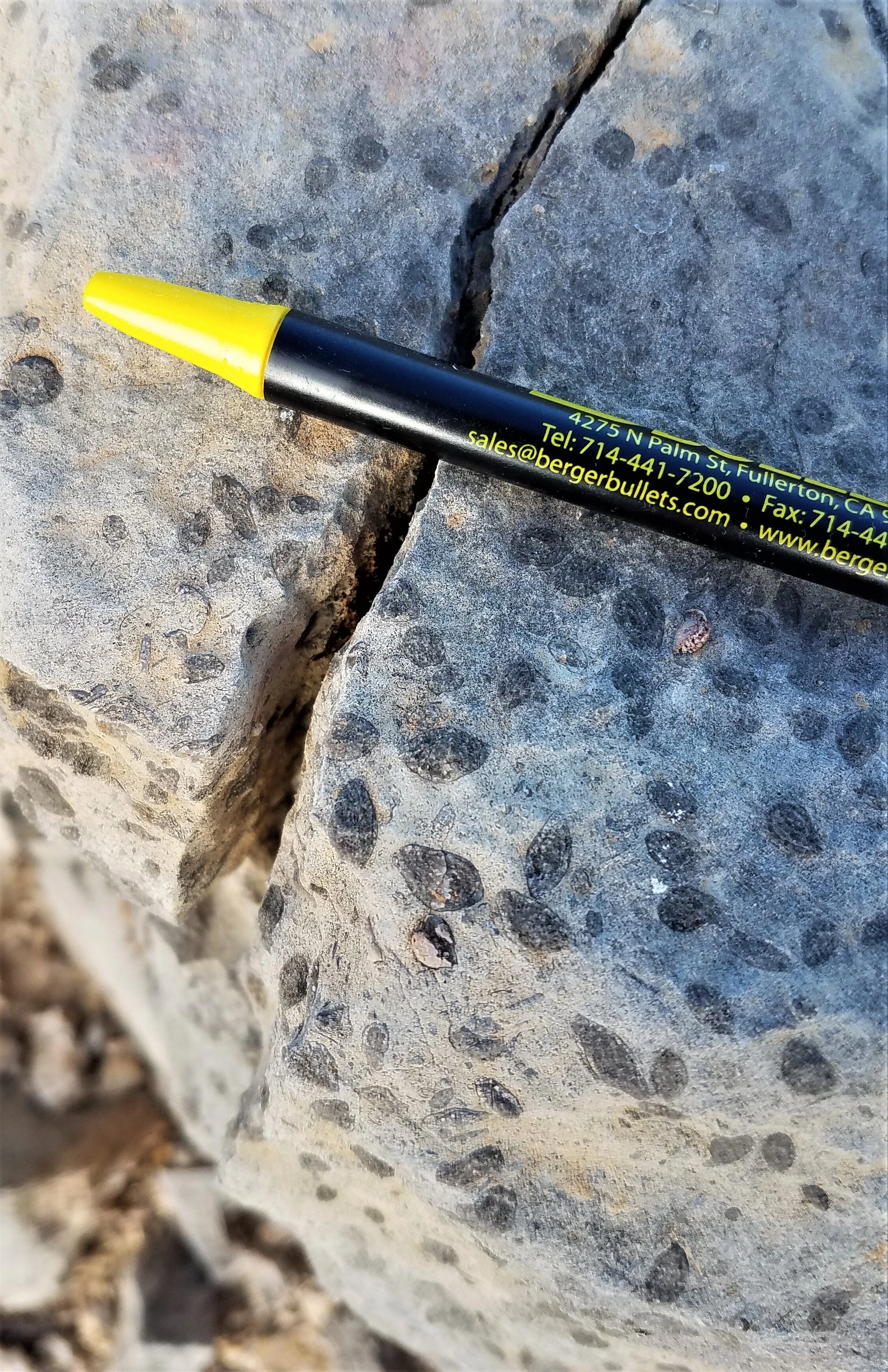 Compare fusilinids with pen.