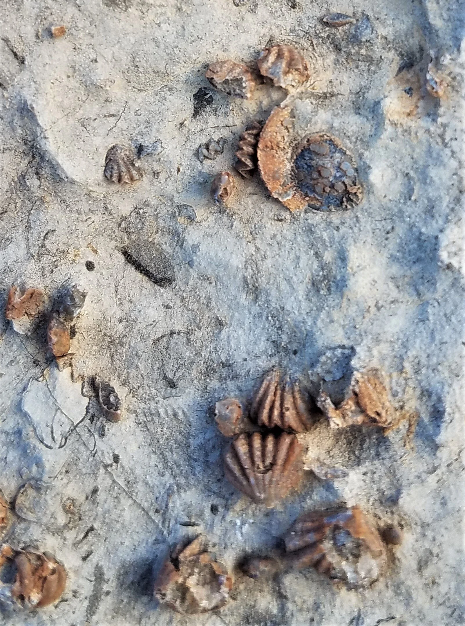 Gastropods and brachiopods
