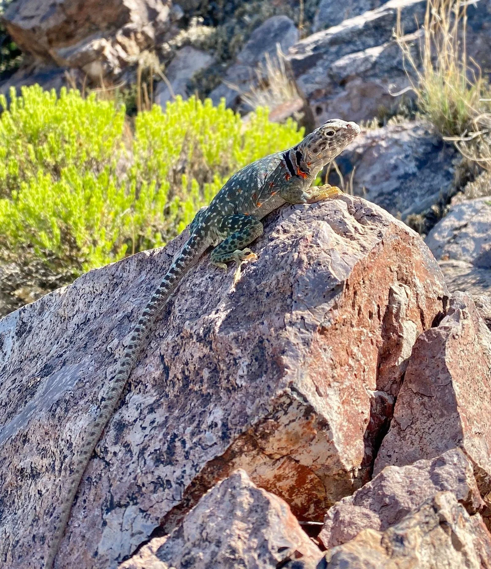 An eastern collared lizard (Crotaphytus collaris)