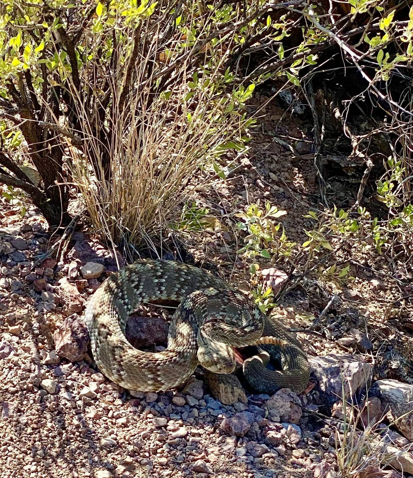 Rattlesnake
