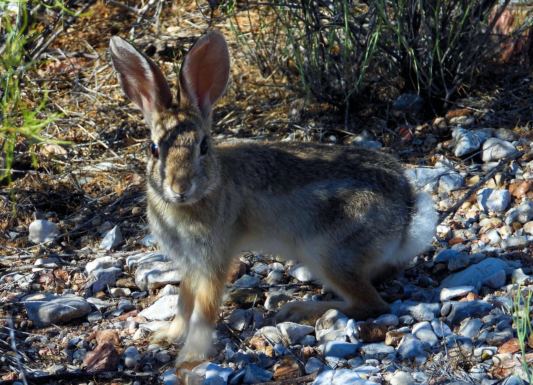 Desert Cottontail Rabbit. Photo by Liz DeMoultrie