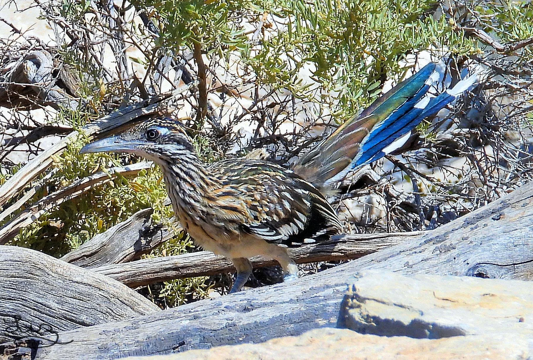 Greater Roadrunner. Photo by Benny Pol