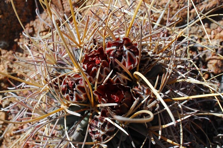Cacti of Franklin Mountains.jpeg