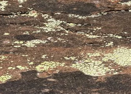 Acarospora socialis, photo by Cat Cort