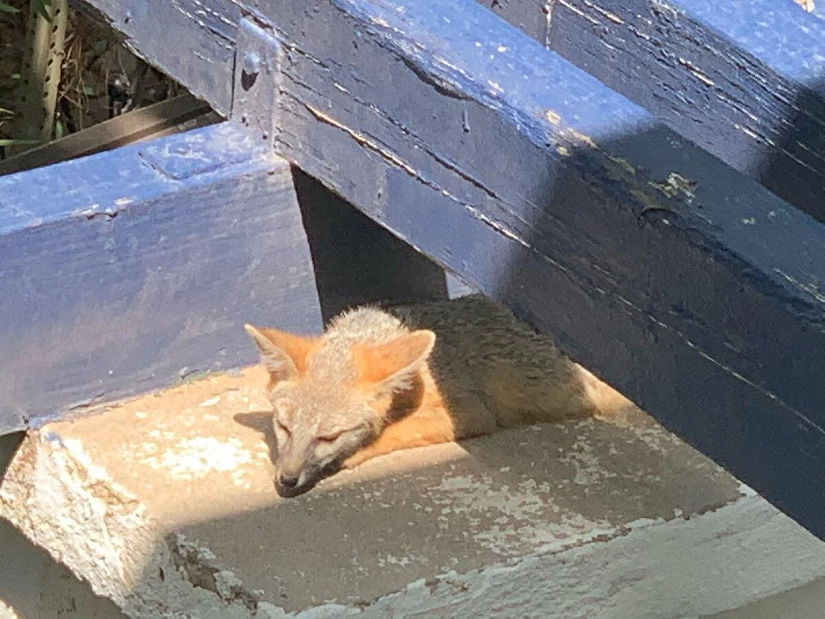 fox in driveway in Manhattan Heights 081620.jpeg