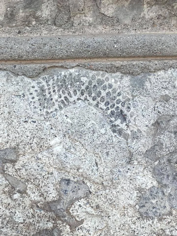 Fossils of St. Clement’s