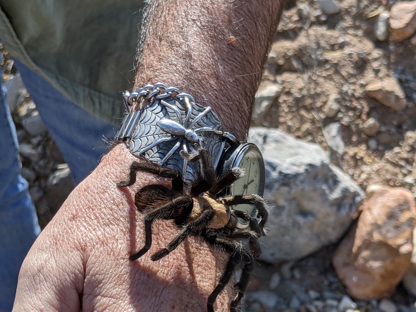 Tarantula crawling on Dr. Paul Hyder’s hand, photo by Jim Tolbert