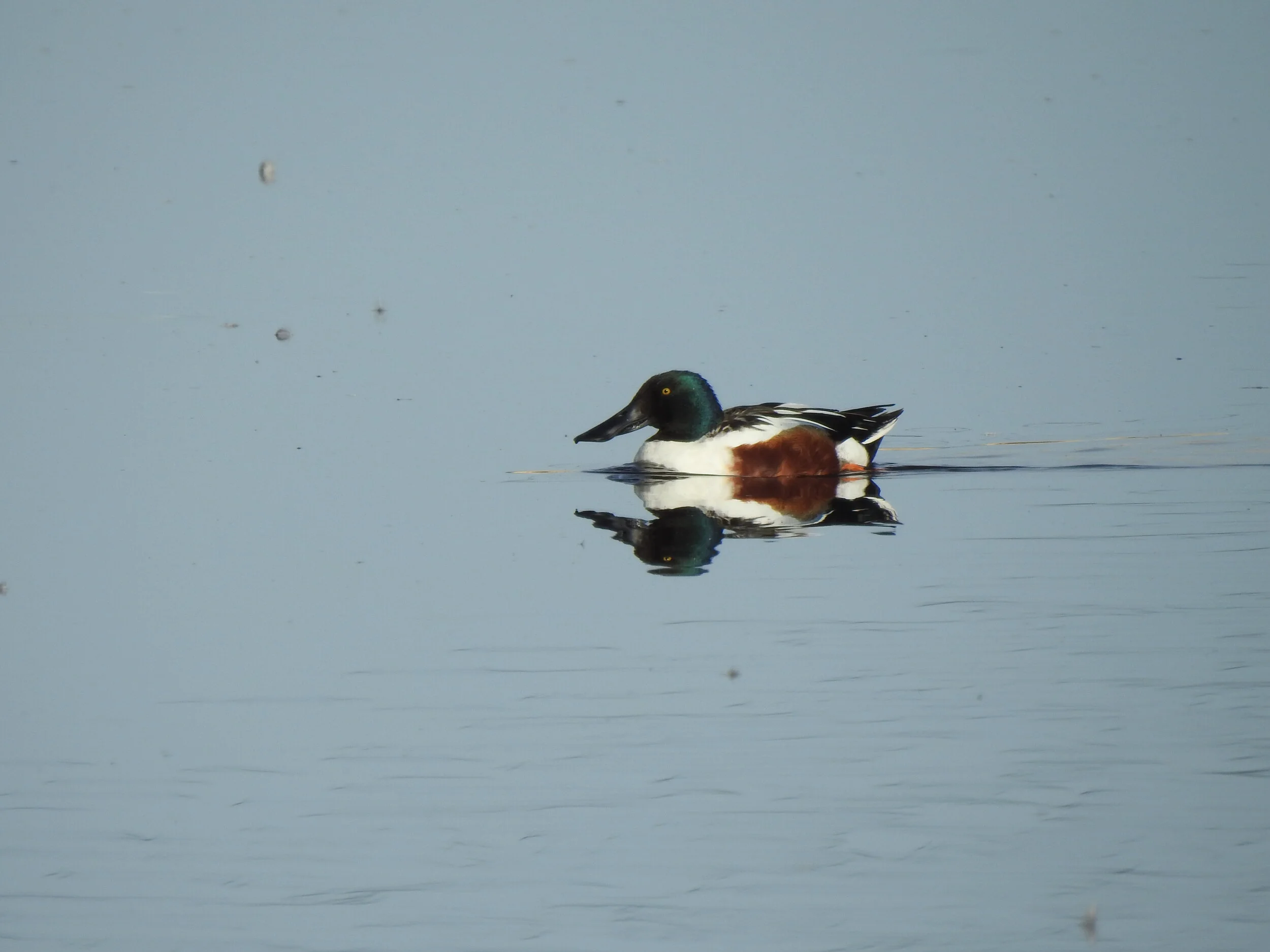 Shoveler, Keystone Heritage Park