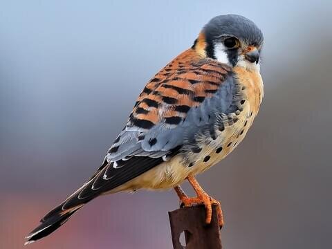 American Kestrel, Cornell Lab of Ornithology