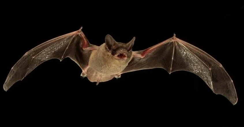 Brazilian free-tailed bat. From https://www.neopress.in/brazilian-free-tailed-bat-fastest-flying-mammal/