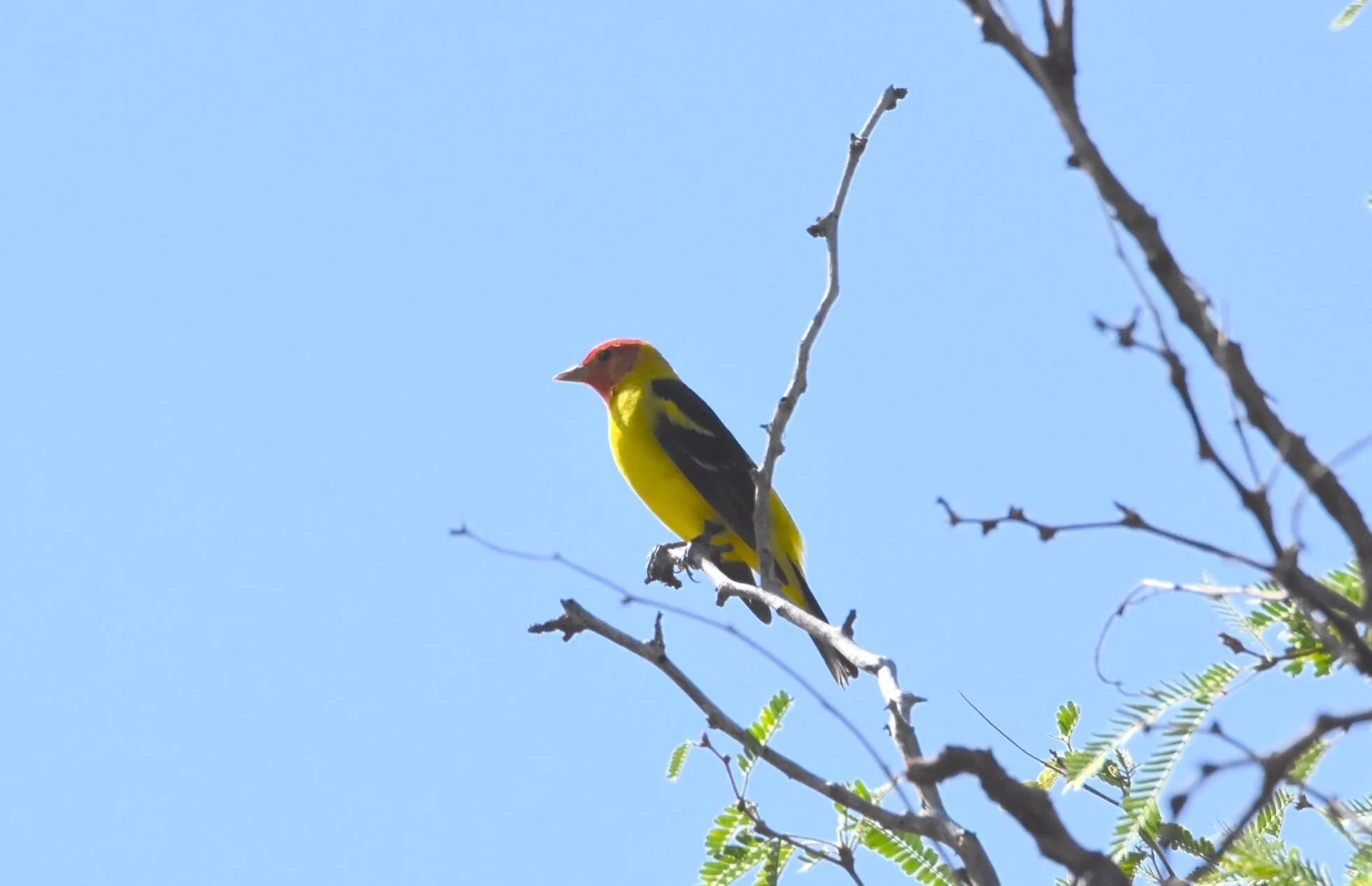 Western Tanager