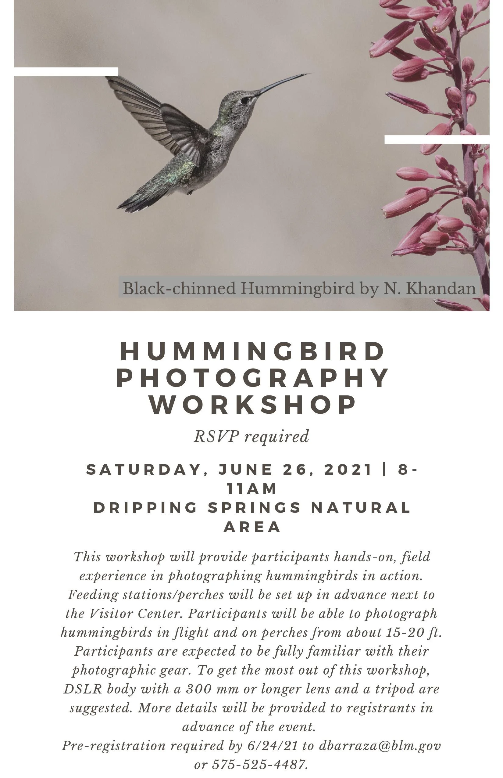 BLM Hummingbird Photography.jpg