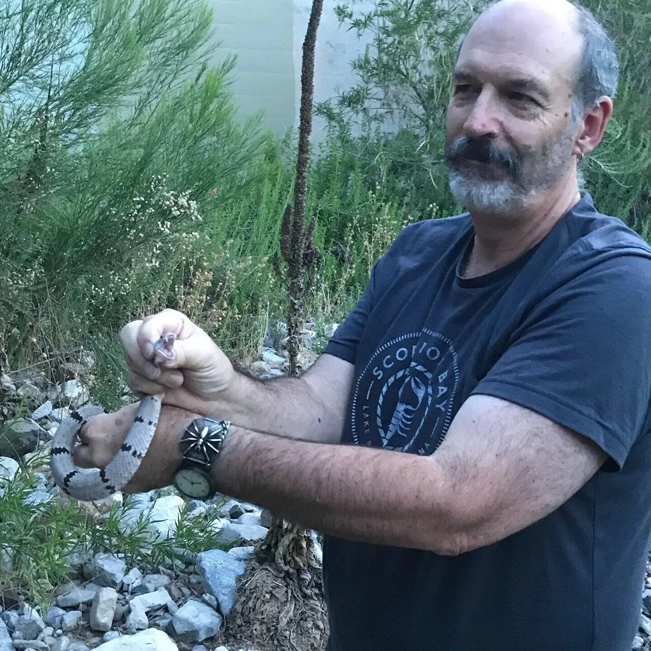 Dr. Paul Hyder is holding a Banded Rock rattlesnake.