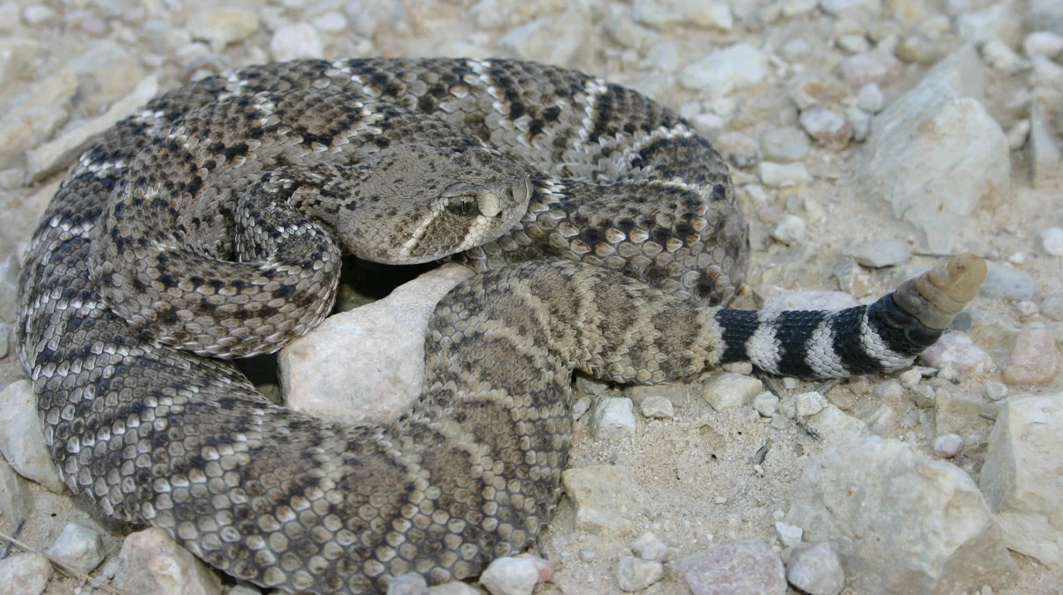 Western diamondback rattlesnake