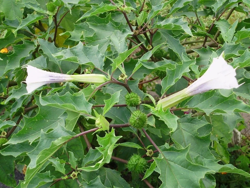 Jimson weed